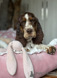 Foto №4. Ich werde verkaufen english springer spaniel in der Stadt Częstochowa. quotient 	ankündigung - preis - 4000€