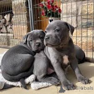 Foto №3. Staffordshire-Bullterrierin kann es kaum erwarten. Finnland