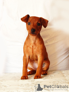 Foto №3. Miniatur Pinscher Welpen. Weißrussland