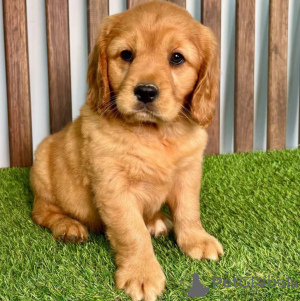 Foto №2 zu Ankündigung № 154340 zu verkaufen golden retriever - einkaufen Deutschland züchter