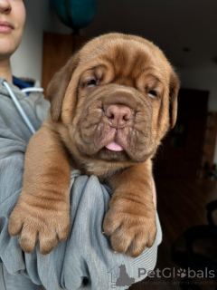 Foto №4. Ich werde verkaufen dogue de bordeaux in der Stadt Szydłowiec. quotient 	ankündigung - preis - verhandelt