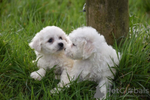 Foto №3. Abgerichtete reinrassige Bichon Frise-Welpen jetzt verfügbar. Deutschland