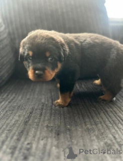 Foto №1. rottweiler - zum Verkauf in der Stadt Antwerpen | verhandelt | Ankündigung № 169650