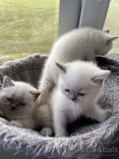 Foto №2 zu Ankündigung № 19680 zu verkaufen schottische faltohrkatze - einkaufen Moldawien züchter