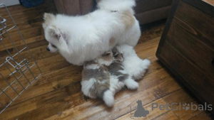 Foto №1. pommersche spitz - zum Verkauf in der Stadt Jelgava | verhandelt | Ankündigung № 160007