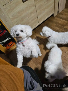 Foto №3. Männliche und weibliche Bichon-Frise-Welpen. Finnland