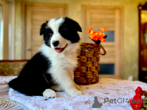 Foto №1. border collie - zum Verkauf in der Stadt Kursk | 739€ | Ankündigung № 105247