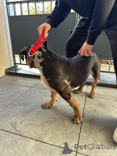 Foto №3. American Welpen American Bully XL Trico Merle 5 Monate. Frankreich