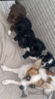 Foto №1. chihuahua - zum Verkauf in der Stadt Berlin | 400€ | Ankündigung № 157681