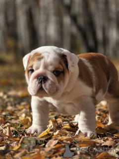 Foto №3. Englischer Bulldogge-Welpe. Russische Föderation