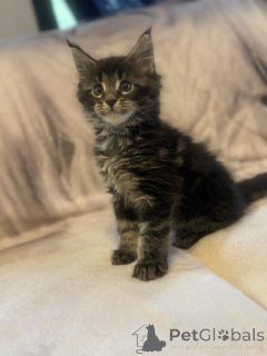 Foto №1. maine-coon-katze - zum Verkauf in der Stadt Fruita | 319€ | Ankündigung № 143864