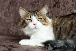 Foto №3. Minis lustige Nase. Weißrussland