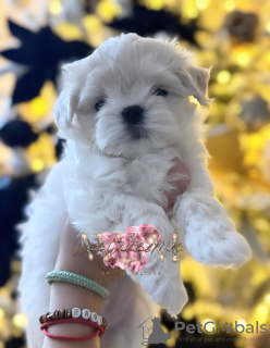 Foto №2 zu Ankündigung № 83673 zu verkaufen mischlingshund - einkaufen Großbritannien züchter