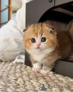 Foto №2 zu Ankündigung № 166620 zu verkaufen munchkin - einkaufen Belgien quotient 	ankündigung, züchter