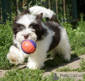 Foto №1. lhasa apso - zum Verkauf in der Stadt Prag | verhandelt | Ankündigung № 96379