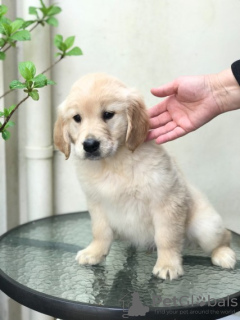 Foto №3. Labrador Retriever Welpe des Koop en adoptie. Niederlande