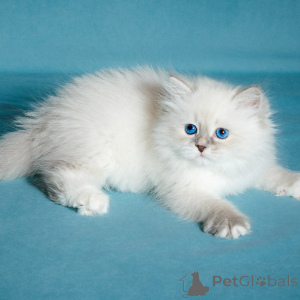 Foto №3. Sibirische Kätzchen. Belgien