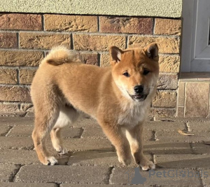 Foto №1. shiba - zum Verkauf in der Stadt Lichtensteig | Frei | Ankündigung № 119460