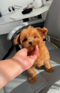 Foto №2 zu Ankündigung № 163962 zu verkaufen malteser - einkaufen Niederlande züchter