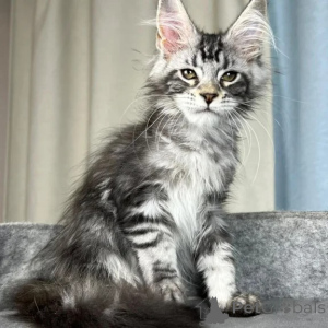 Foto №1. maine-coon-katze - zum Verkauf in der Stadt Amstetten | 350€ | Ankündigung № 177740