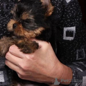 Foto №2 zu Ankündigung № 119344 zu verkaufen yorkshire terrier - einkaufen Deutschland quotient 	ankündigung