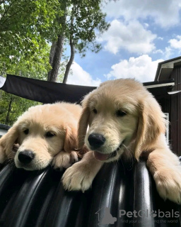 Foto №1. golden retriever - zum Verkauf in der Stadt Quedlinburg | 400€ | Ankündigung № 120381