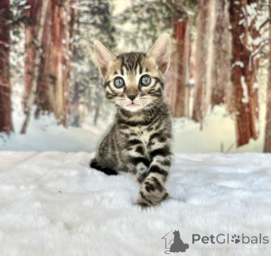 Foto №1. bengal katzenrasse - zum Verkauf in der Stadt Estingen | 350€ | Ankündigung № 173625