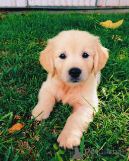 Foto №3. GOLDEN RETRIEVER WELPEN VERFÜGBAR. USA