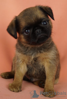 Foto №4. Ich werde verkaufen petit brabançon in der Stadt Москва. vom kindergarten - preis - verhandelt