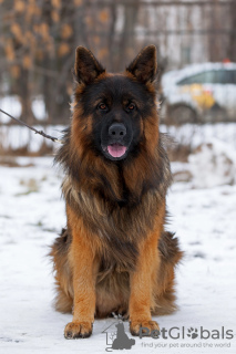 Foto №2 zu Ankündigung № 126844 zu verkaufen deutscher schäferhund - einkaufen Russische Föderation züchter