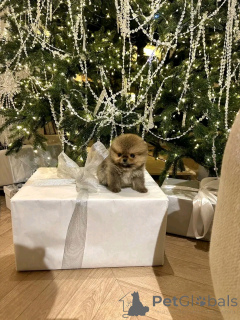 Foto №2 zu Ankündigung № 160554 zu verkaufen pommersche spitz - einkaufen Spanien züchter