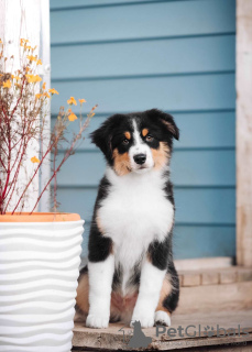Foto №4. Ich werde verkaufen australian shepherd in der Stadt Москва. vom kindergarten - preis - 647€