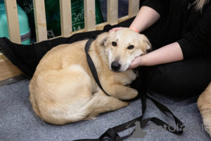 Zusätzliche Fotos: Metis Corgi, ein sehr rührender und freundlicher Teenager-Hund