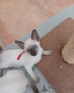 Foto №3. Reinrassige siamesische Katzen intelligente und liebevolle Begleiter. Deutschland