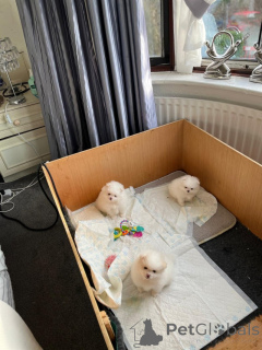 Foto №4. Ich werde verkaufen pommersche spitz in der Stadt Unterscheiden sich.  - preis - verhandelt