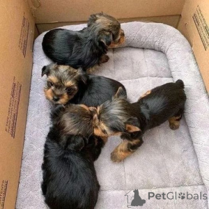 Foto №4. Ich werde verkaufen pudel (royal), pudel (toy) in der Stadt Columbus. züchter - preis - 266€