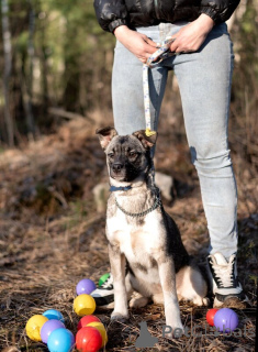 Foto №2 zu Ankündigung № 138985 zu verkaufen mischlingshund - einkaufen Russische Föderation 