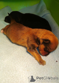 Foto №3. Havaneser FCI ZKwP Stammbaum, Exportpass. Polen