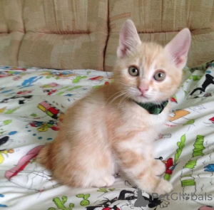 Foto №1. japanese bobtail - zum Verkauf in der Stadt Lindenfels | 350€ | Ankündigung № 177635