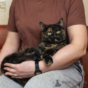 Foto №2 zu Ankündigung № 133381 zu verkaufen  - einkaufen Russische Föderation 