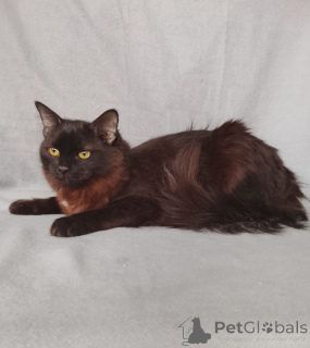 Foto №2 zu Ankündigung № 164495 zu verkaufen  - einkaufen Russische Föderation quotient 	ankündigung