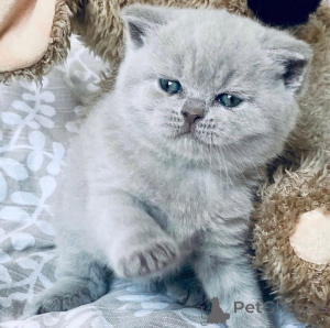 Foto №1. britisch kurzhaar - zum Verkauf in der Stadt Florence | verhandelt | Ankündigung № 138793