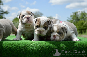 Foto №1. englische bulldogge - zum Verkauf in der Stadt Minsk | verhandelt | Ankündigung № 106838