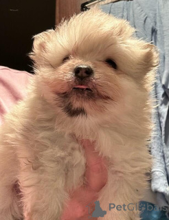 Foto №4. Ich werde verkaufen pommersche spitz in der Stadt Friedberg (Hessen). züchter - preis - 550€