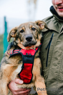 Foto №1. mischlingshund - zum Verkauf in der Stadt Москва | Frei | Ankündigung № 67921