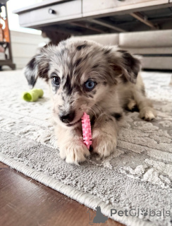 Foto №2 zu Ankündigung № 171709 zu verkaufen jack russell terrier - einkaufen Belgien quotient 	ankündigung