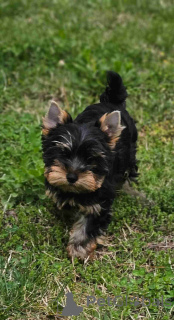 Foto №3. Yorkshire-Terrier-Welpen zu verkaufen. Großbritannien