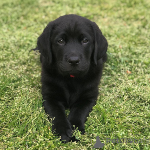 Foto №1. labrador retriever - zum Verkauf in der Stadt Göteborg | 899€ | Ankündigung № 147986