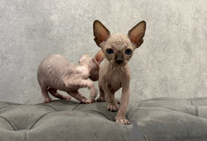 Foto №2 zu Ankündigung № 125438 zu verkaufen sphynx cat - einkaufen Russische Föderation quotient 	ankündigung