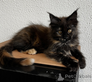 Foto №3. Maine-Coon-Kätzchen. Russische Föderation